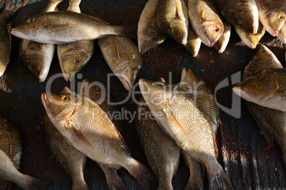 Fish display at open market