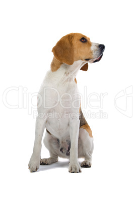 Beagle