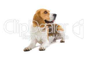 Beagle