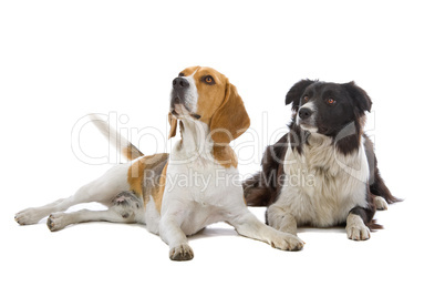 Beagle und Border Collie