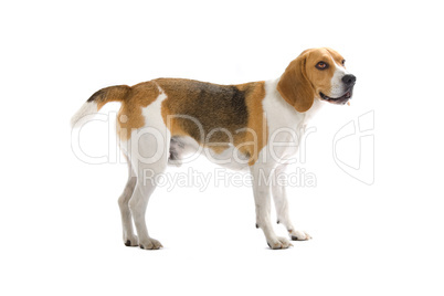 Beagle