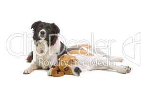 Beagle und Border Collie