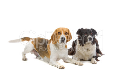 Beagle und Border Collie