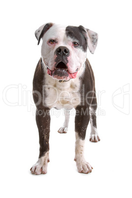 Staffordshire Terrier