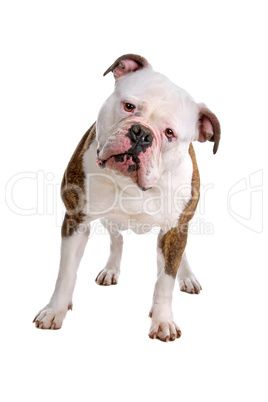 Staffordshire Terrier