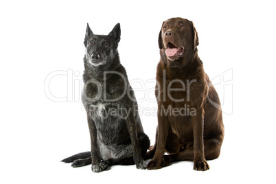 zwei große Hunde