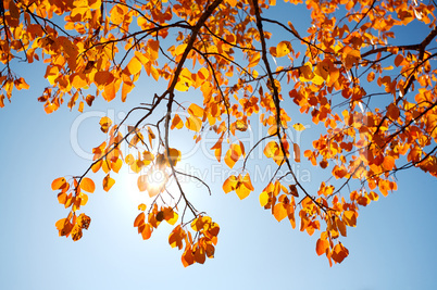 Fall aspens with sun