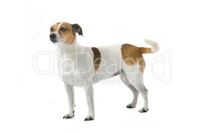 Terrier Terrier