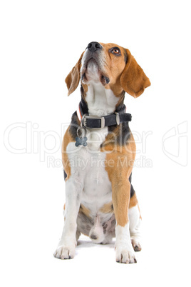 Beagle