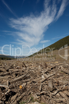 Clear cut forest 3