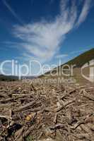 Clear cut forest 3
