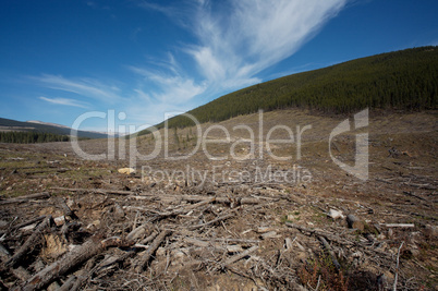 Clear cut forest 5