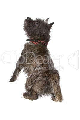 schwarzer Terrier