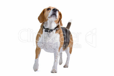 Beagle