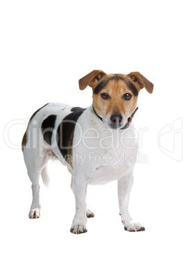 Terrier Terrier