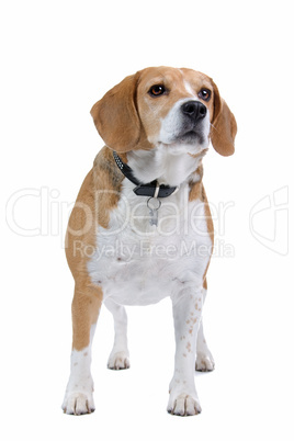 Beagle