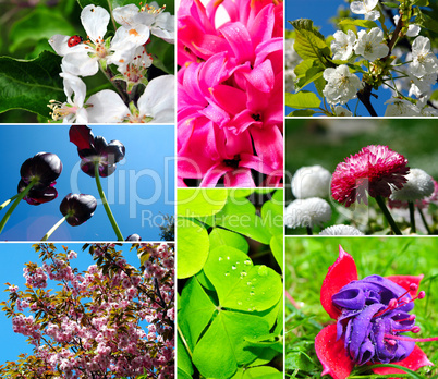 Garten Blumen Collage