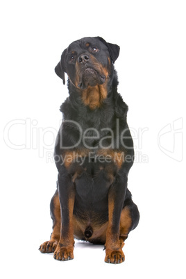 Rottweiler