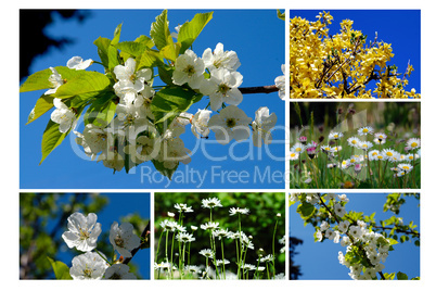 Garten und Frühlingsmotive