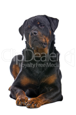 Rottweiler