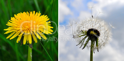 Löwenzahn und Pusteblume