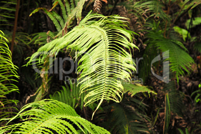 Urwald von Borneo