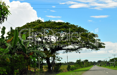 Urwald von Borneo