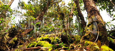 Urwald von Borneo