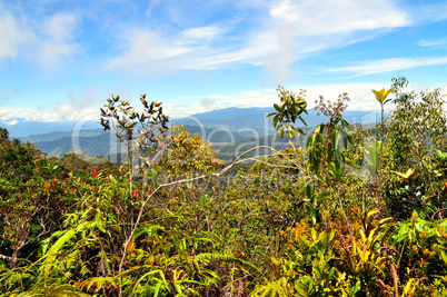 Dschungel von Borneo