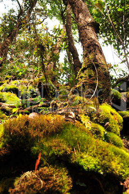 Dschungel von Borneo