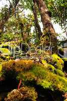 Dschungel von Borneo