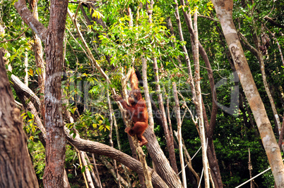 Orang-Utan