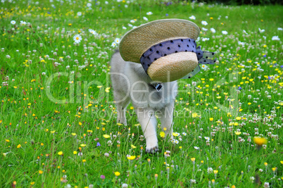 Hund klaut Hut auf Wiese