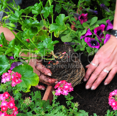 Blumen im Garten