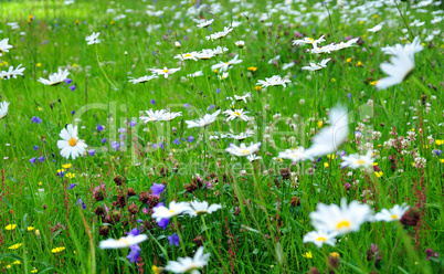 Blumenwiese