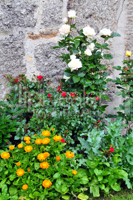 Rosen an der Steinmauer