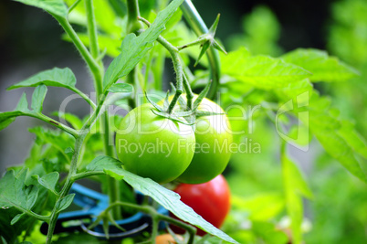 grüne Tomaten an Pflanze