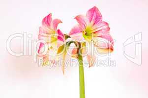 Amaryllis Blüte
