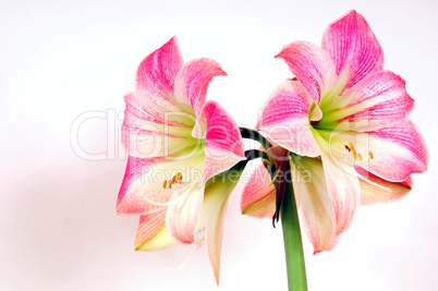 Amaryllis Blüte