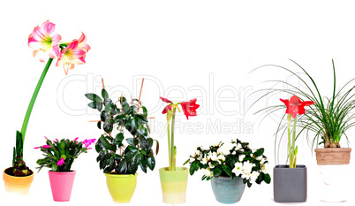 Blumen