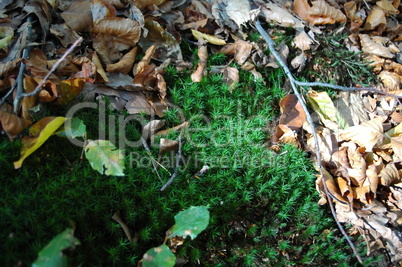 Herbst
