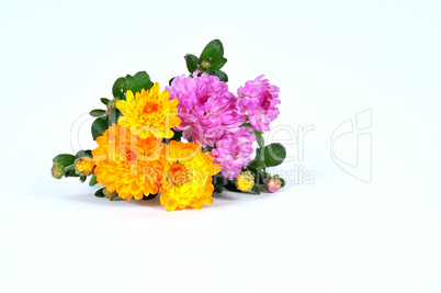 Herbst Blumen Astern