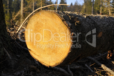 Holz aus dem Wald Holz aus dem Wald