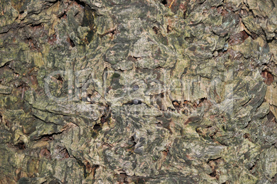 Holz aus dem Wald Holz aus dem Wald