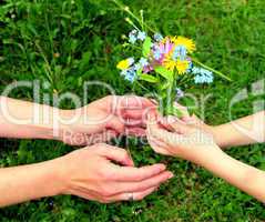 Hände Blumen Pflanze