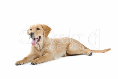 Golden Retriever