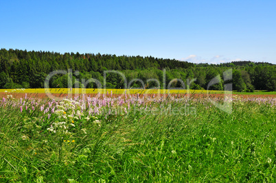 Landschaft