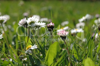 Gänseblümchen