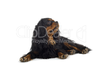 Cavalier King Charles Spaniel