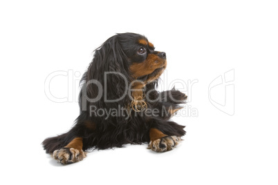 Cavalier King Charles Spaniel